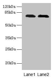 GALNT7 Antibody