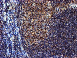 NDUFB9 Antibody (clone OTI13H11)