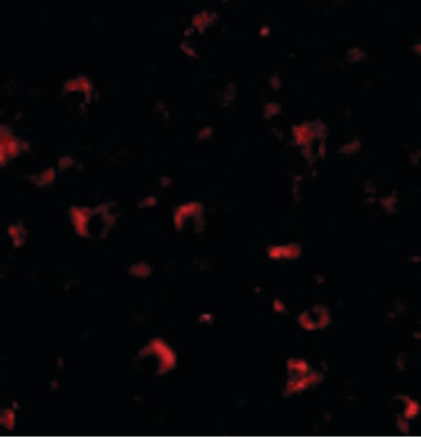 IHC-plus™ AMBRA1 Antibody