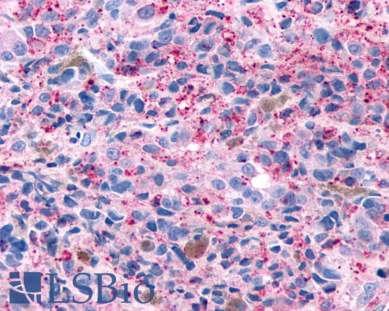 PathPlus™ GPR4 Antibody (C-Terminus)