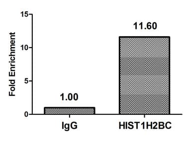 Polyclonal Rabbit anti-Human HIST1H2BN Antibody (WB)