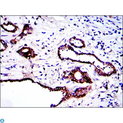 PKN2 Antibody