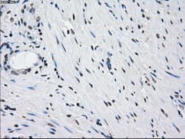 PRKY Antibody (clone OTI2H9, Carrier-free)