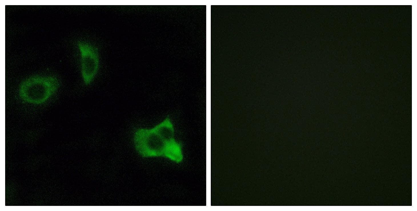 Polyclonal Rabbit anti-Human OR8D1 Antibody (IF, WB)