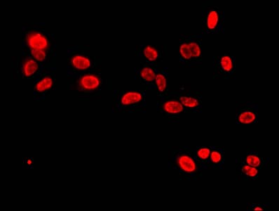 HIST1H3A Antibody
