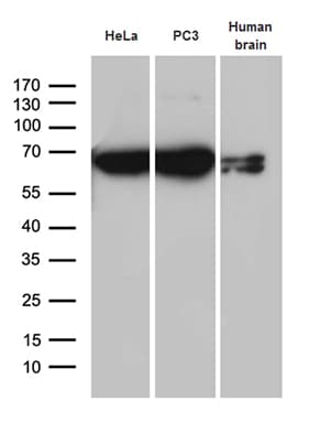 Monoclonal Mouse anti-Human CYP7B1 Antibody (clone OTI1G7, aa263-506, IHC, WB)
