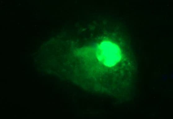 CHAF1B / CAF1 Antibody (clone OTI2D5, Carrier-free)