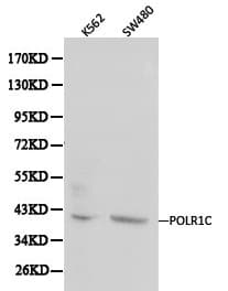 Polyclonal Rabbit anti-Human POLR1C / RPA39 Antibody (IHC, WB)