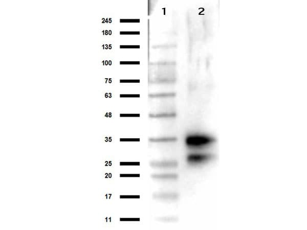 Polyclonal Rabbit anti-Bovine DNASE1 / DNase I Antibody (Liquid, WB)