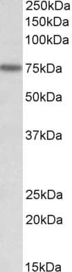 IHC-plus™ KEAP1 Antibody (aa41-53)