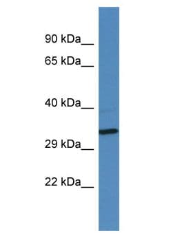 GOLGA6L2 Antibody (aa51-100)