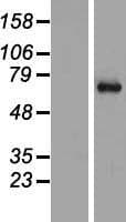 SYT16 Protein (Over-Expression Lysate Myc-DDK (Flag))