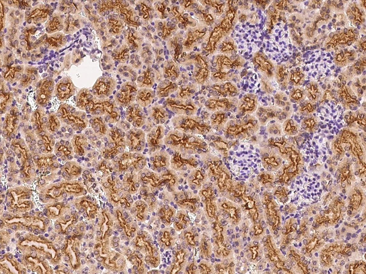 Polyclonal Rabbit anti-Mouse FNDC5 / Irisin Antibody (Preservative Free, IHC)