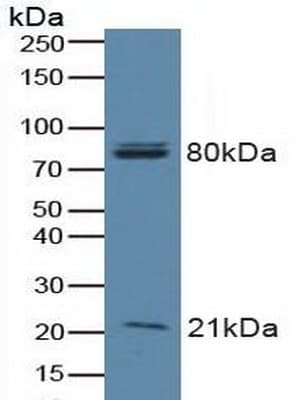 BAD Antibody (aa1-168, APC)