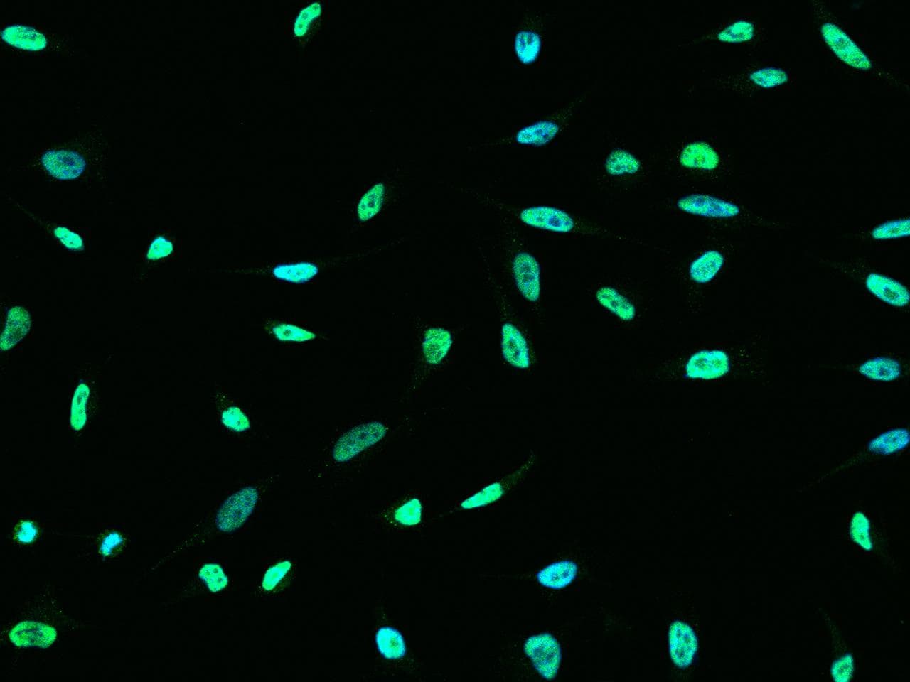 ONECUT1 / HNF6 Antibody (Preservative Free)