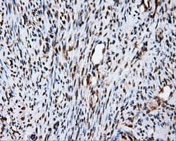 FAHD2A Antibody (clone OTI9B5, Carrier-free)