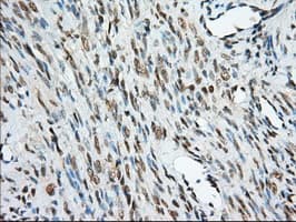 KSP32 / MIOX Antibody (clone OTI4G7, Carrier-free)