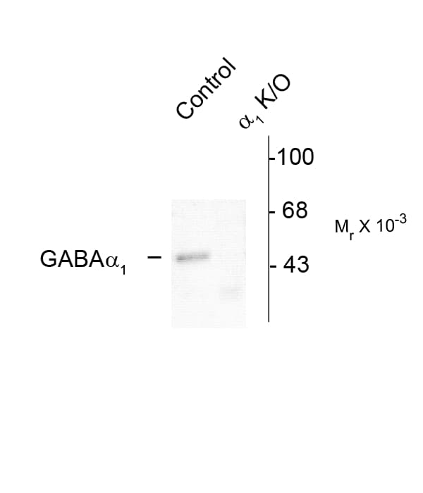GABRA1 Antibody (Cytoplasmic Domain)