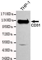 PECAM-1 / CD31 Antibody