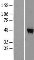 DPH7 / WDR85 Protein (Over-Expression Lysate Myc-DDK (Flag))