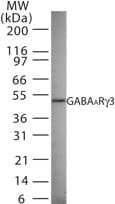 GABRG3 Antibody