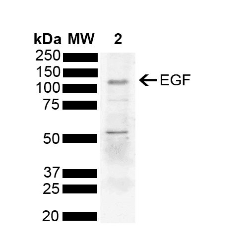 EGF Antibody (PerCP)