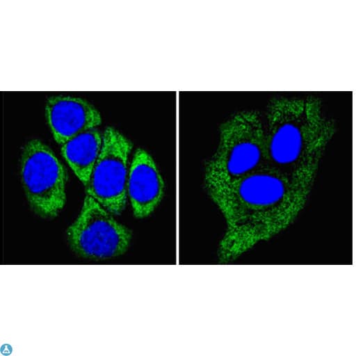 KRT8 / CK8 / Cytokeratin 8 Antibody