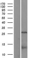 CDCA8 / Borealin Protein (Over-Expression Lysate Myc-DDK (Flag))