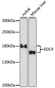 Polyclonal Rabbit anti-Human HEDLS / EDC4 Antibody (WB)