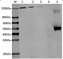 Monoclonal Mouse anti-Staphylococcus aureus Streptococcus pyogenes CRISPR-associated endonuclease Cas9/Csn1 Antibody (clone 26H10, IF, WB)