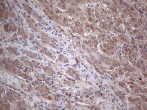 Monoclonal Mouse anti-Human MTF-1 Antibody (clone OTI2F3, aa1-272, IHC, WB)