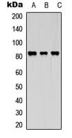 Polyclonal Rabbit anti-Human KIF2C / MCAK Antibody (N-Terminus, IF, WB)