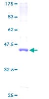 Human DNAJC15 Protein (Recombinant GST)