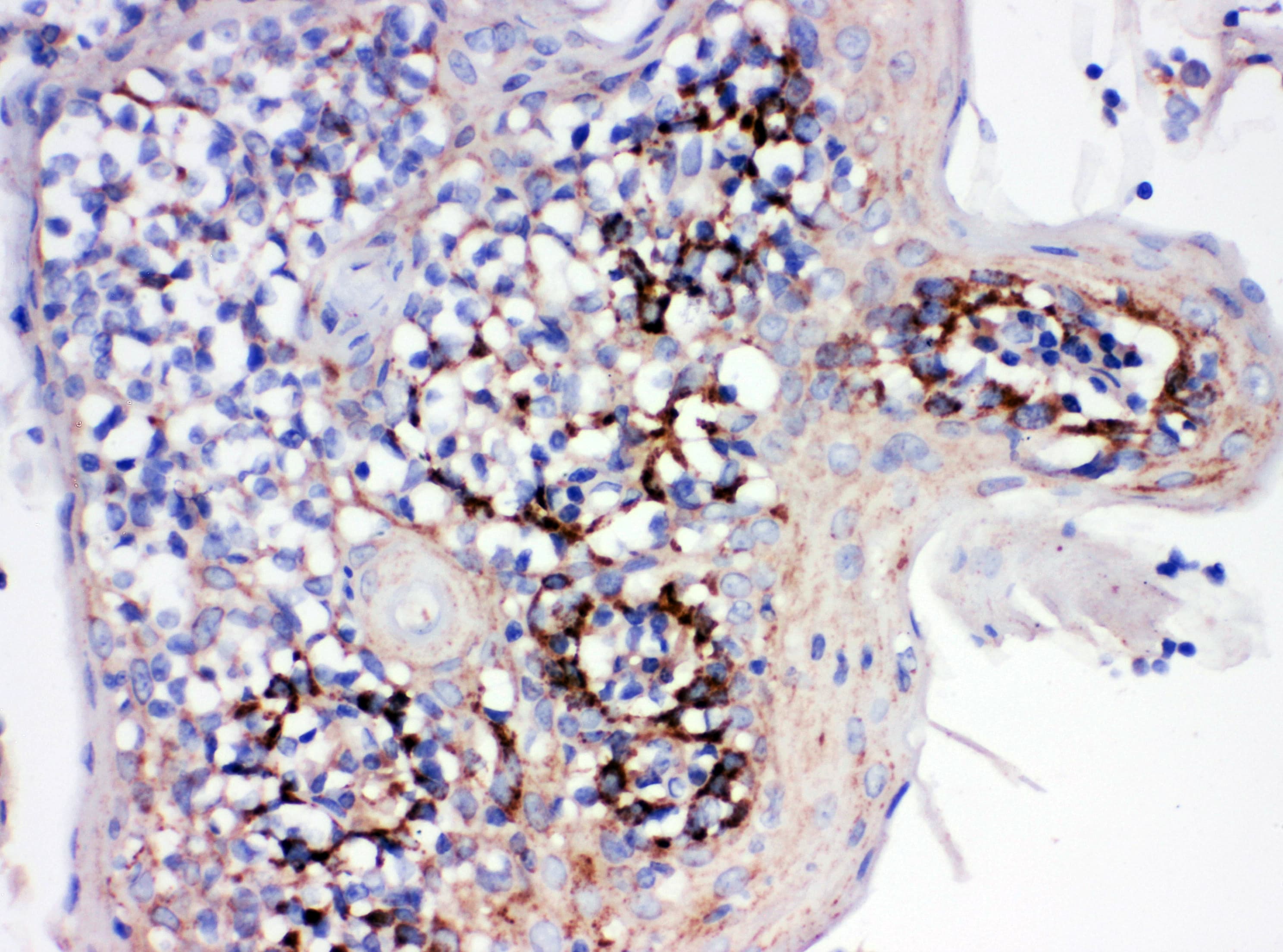 PPIB / Cyclophilin B Antibody (aa176-196)