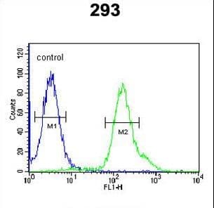 Polyclonal Rabbit anti-Human ARMC5 Antibody (aa599-628, IHC, WB)