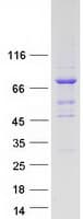 Human TUBGCP4 Protein (Recombinant Myc-DDK (Flag))