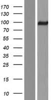 ADGRF3 / GPR113 Protein (Over-Expression Lysate Myc-DDK (Flag))