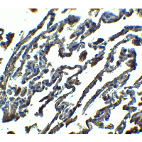 SPNS1 / Spinster Antibody