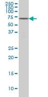 FGR Antibody (clone 1B12)