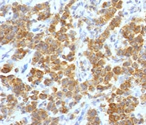 TNFSF15 / TL1A / VEGI Antibody (clone TLRM1-1, Azide-free, BSA-free)