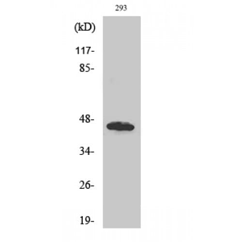 UBAC1 / KPC2 Antibody (60-140 aa, Internal)