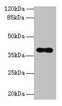 OGG1 Antibody