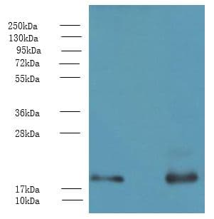 PPP3R1 / Calcineurin B Antibody