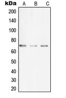 UBASH3A / CLIP4 Antibody (Internal)