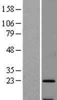 SSR3 / TRAP-Gamma Protein (Over-Expression Lysate Myc-DDK (Flag))