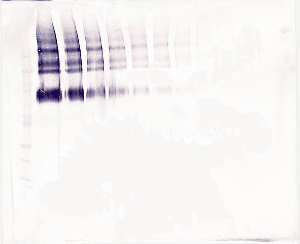 KL / Klotho Antibody