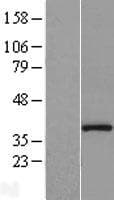 PPP1CB Protein (Over-Expression Lysate Myc-DDK (Flag))