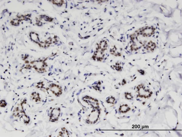 C4orf43 Antibody (clone 4A6)