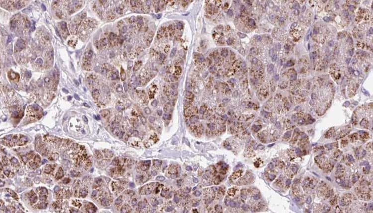 GMFG Antibody