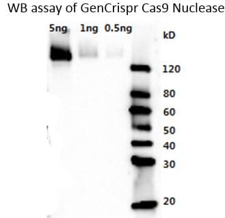 Streptococcus pyogenes CRISPR-associated endonuclease Cas9/Csn1 Antibody